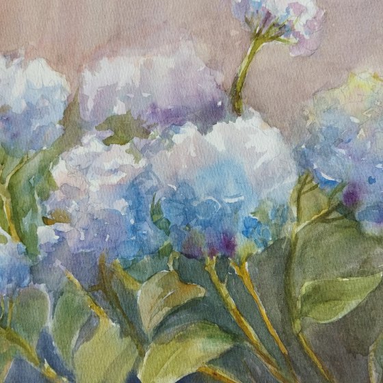 Blue Hydrangeas flowers