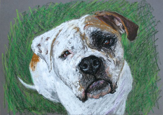 American bulldog hot sale painting