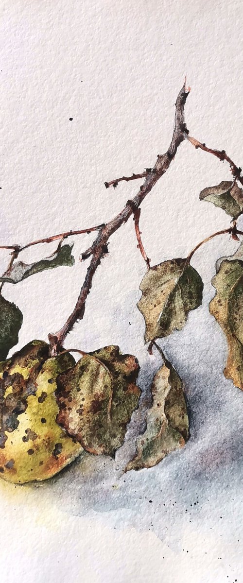 Branche de coing, 2 by Tatyana Tokareva