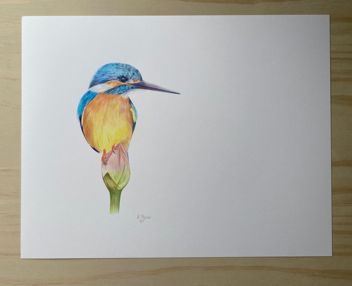 Kingfisher on flower by Bethany Taylor