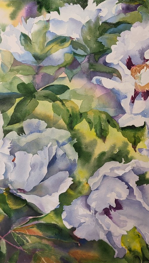 WHITE PEONIES #3 by Yurii Pashkov