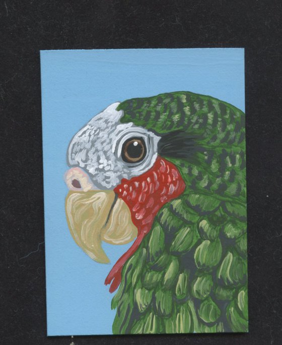 ACEO ATC Original Miniature Painting Cuban Amazon Parrot Pet Bird Art-Carla Smale