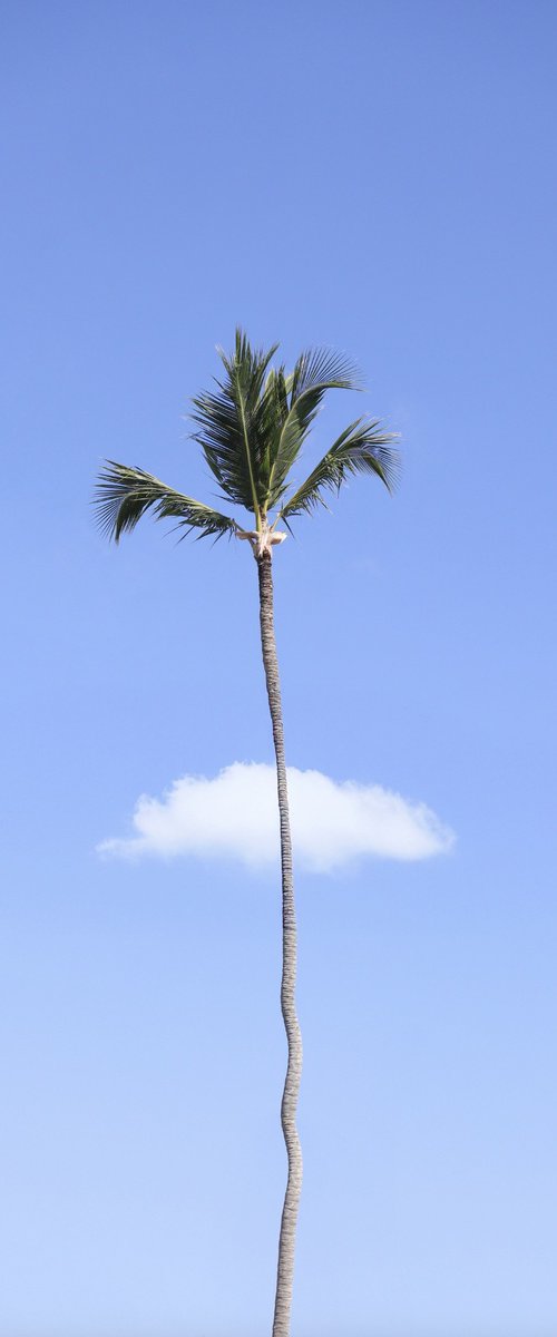 Lonely palm by Marcus Cederberg