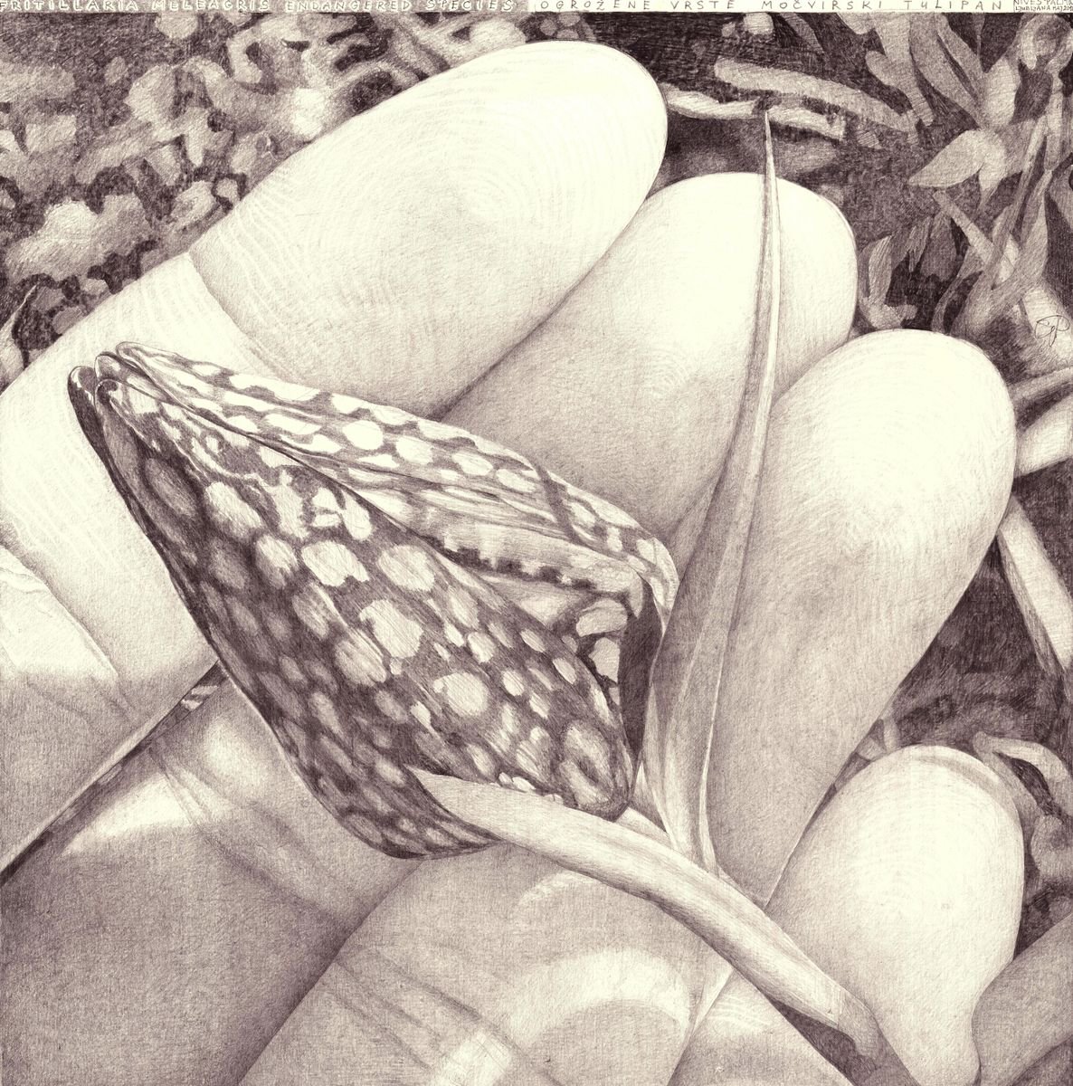 Photorealistic Botanical Pencil Drawing By Nives Palmic, 16 X 16", Endangered Species, Original Artwork
