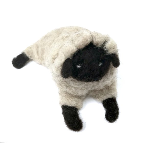 Black-headed sheep, wool