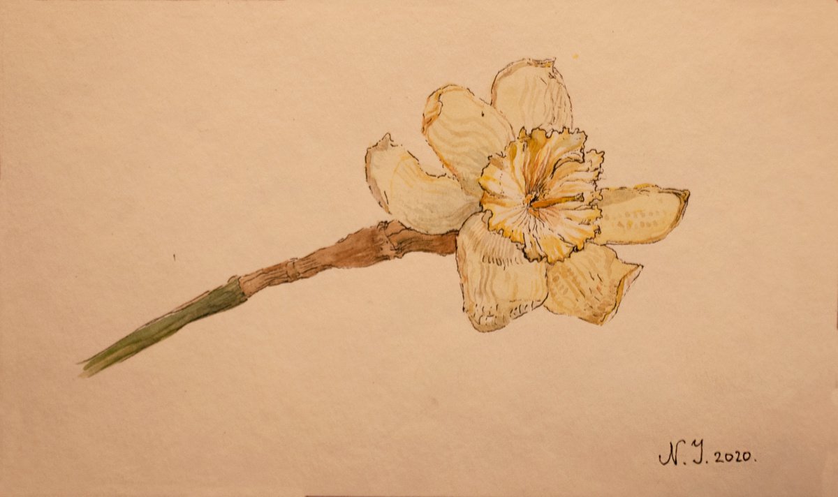 Flower Study IV by Nikola Ivanovic