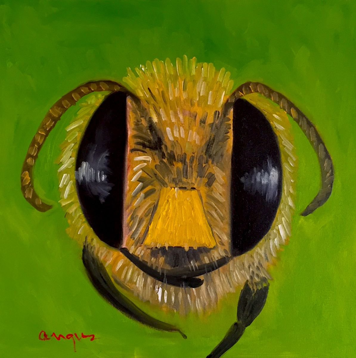 Portrait of a Honey Bee by Angus MacDonald