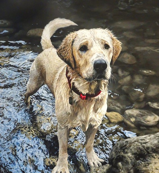 Throw it....Yellow Labrador