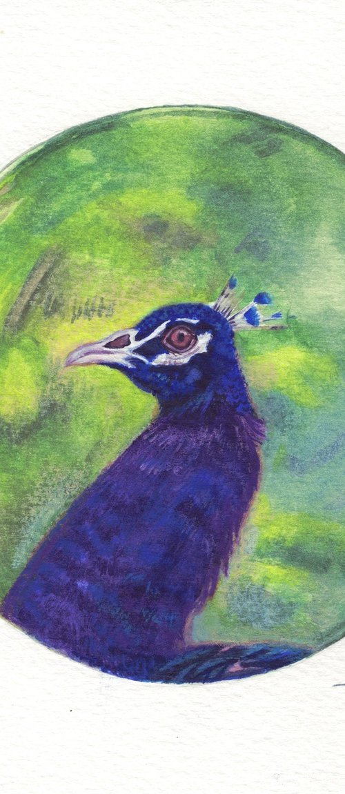 Peacock portrait by Shweta  Mahajan