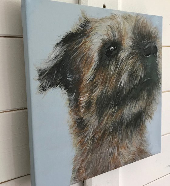 Border terrier