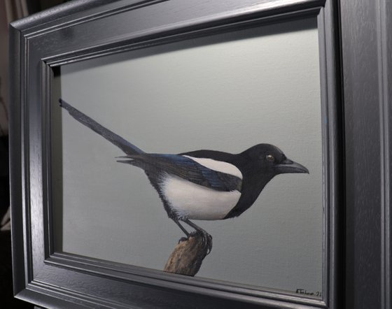 Magpie 2, Oil Painting, Bird Artwork, Animal Art Origina, Not Print