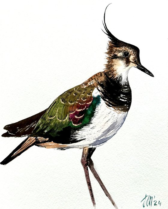 Wildbird Northern Lapwing