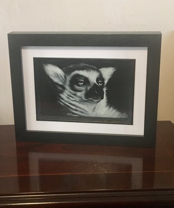 Ring Tailed Lemur portrait - with attitude