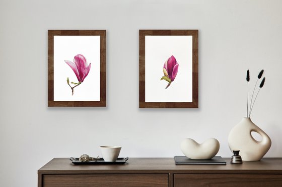 Magnolia blossom. Opening of the flover. Original watercolor artwork.