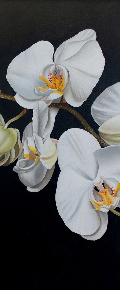 Phalaenopsis by Dietrich Moravec