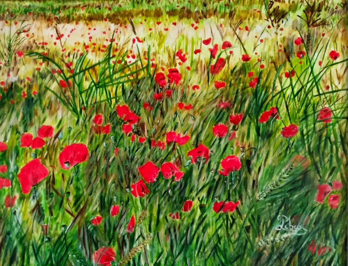 Flowers poppies - plant by Isabelle Lucas