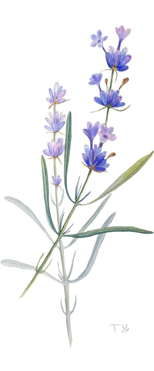 Lavender branches by Tina Shyfruk