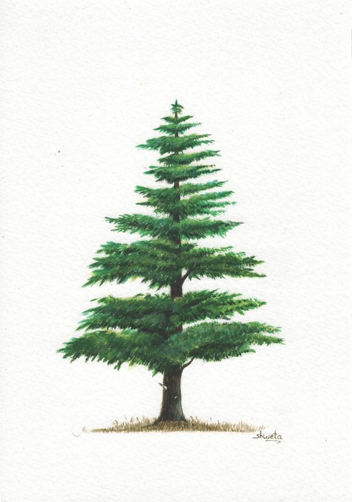 Himalayan Cedar Tree by Shweta  Mahajan
