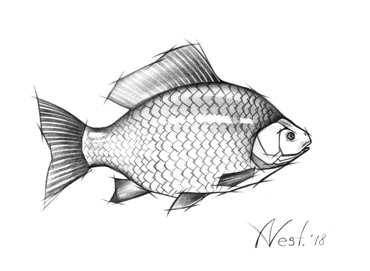 fish pencil drawing