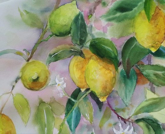 Lemon tree