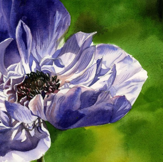 blue anemone watercolor floral