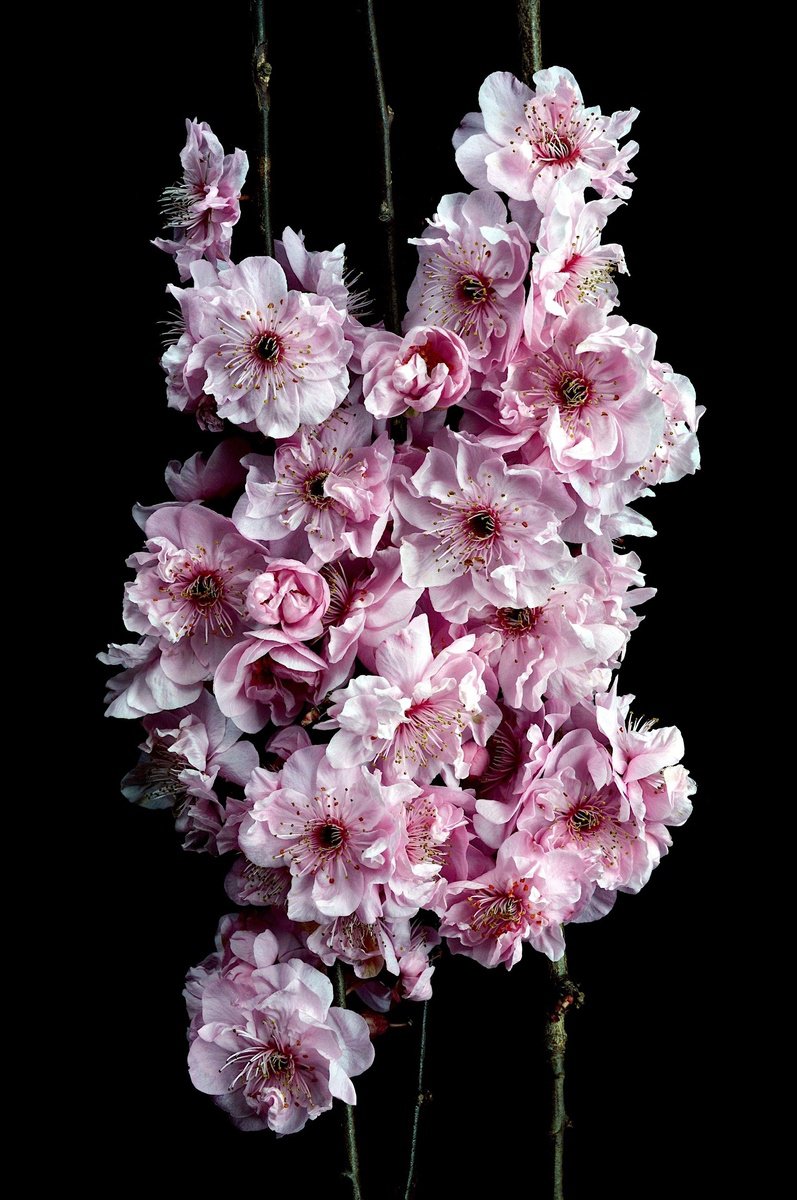 Botanical Photograph By Nadia Culph, 20 X 30", Spring In Melbourne, Original Artwork