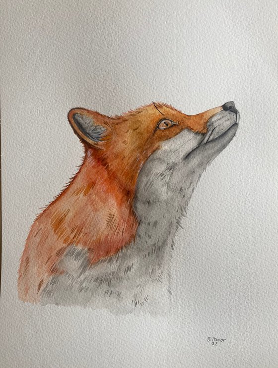 Watercolour fox