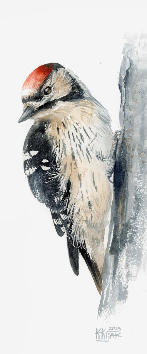 Lesser spotted woodpecker by Karolina Kijak