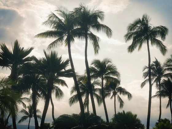 Maui Palms 2.0