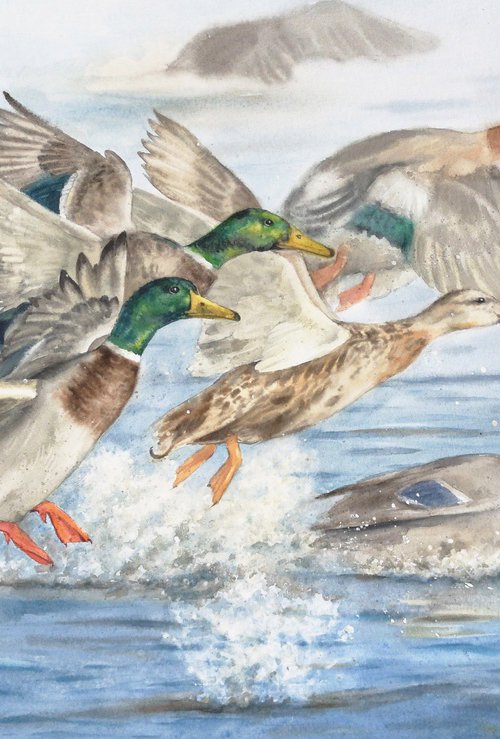 Wild Ducks Take off - Dynamic Take off of Wild Ducks by Olga Beliaeva Watercolour