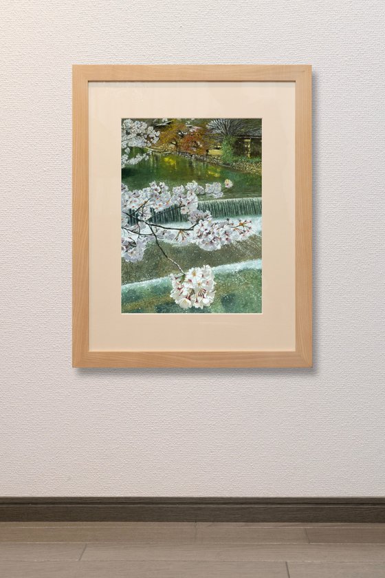 Kyoto Cherry Blossoms and River