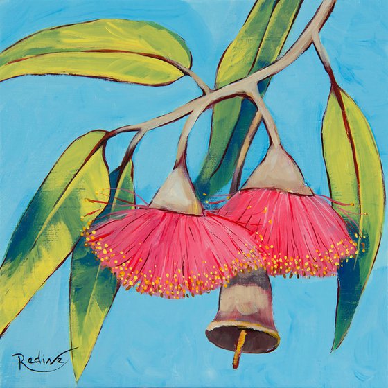 Summer Beauty – Australian pink flowering Eucalyptus
