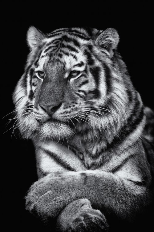 Tiger Tiger by Paul Nash