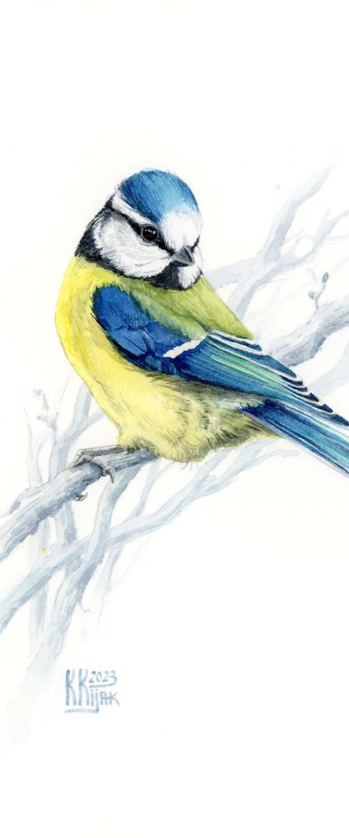 Blue tit chickadee by Karolina Kijak