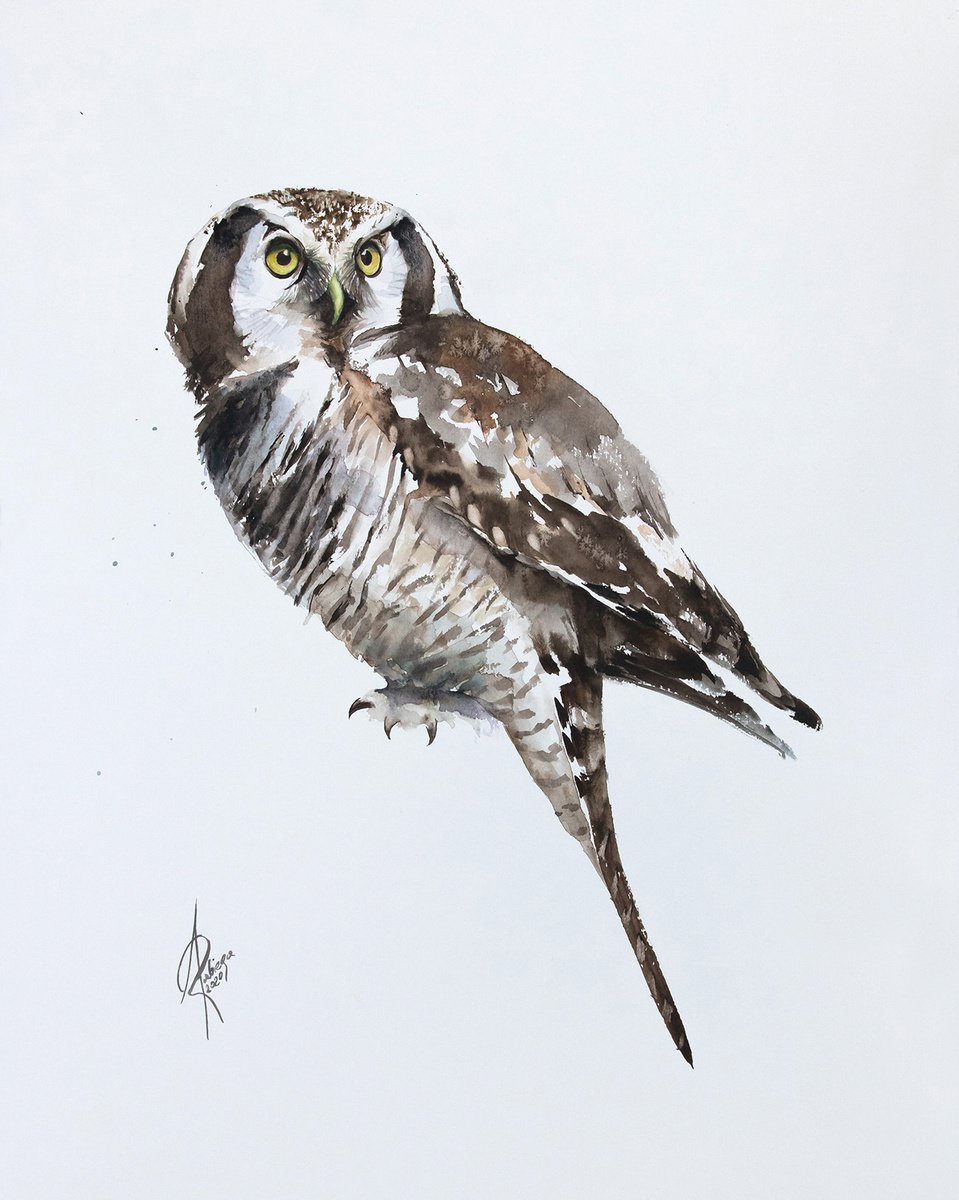 Hawk-owl by Andrzej Rabiega