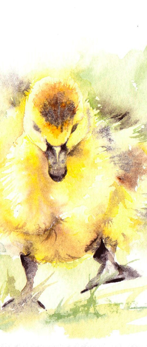 Gosling by Anjana Cawdell