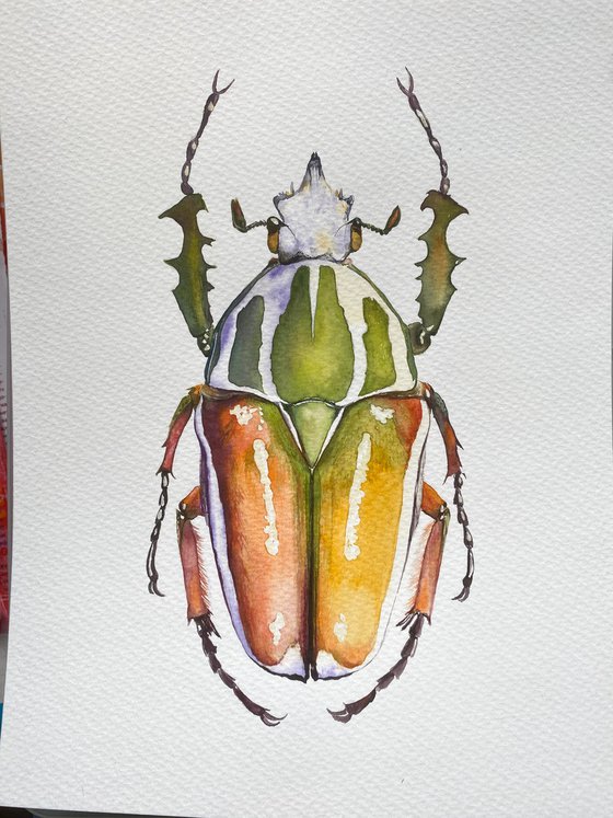 Rhamphorrhina bertolonii Lucas, beetle in the sun's rays in bright yellow, orange, green colour 3