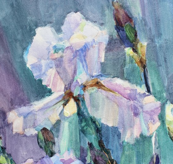 Irises from my garden