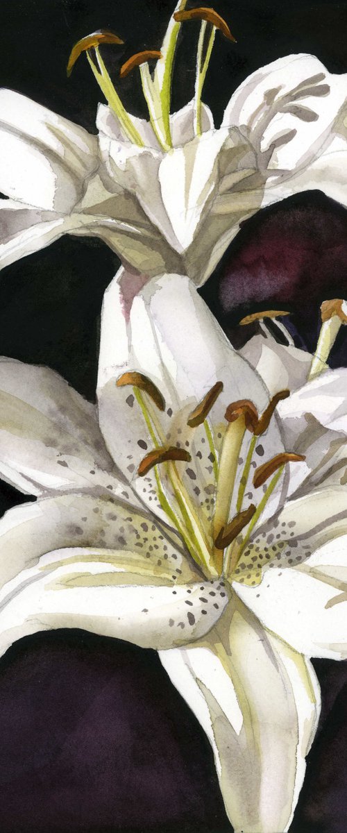 white lilies watercolor floral by Alfred  Ng
