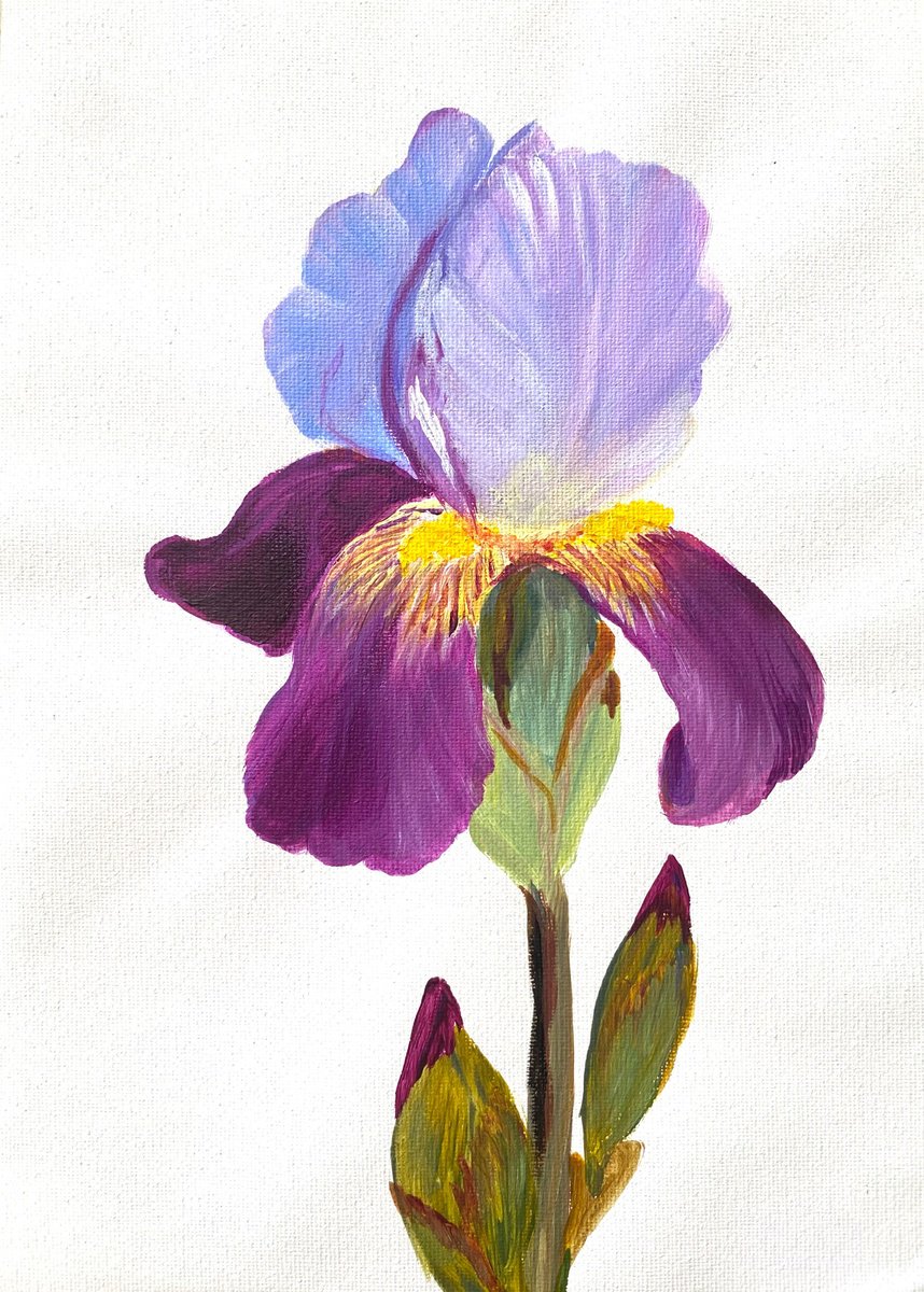 Iris flower on a white background, Ritter-Schwertlilie, botanical by Nataliia Krykun