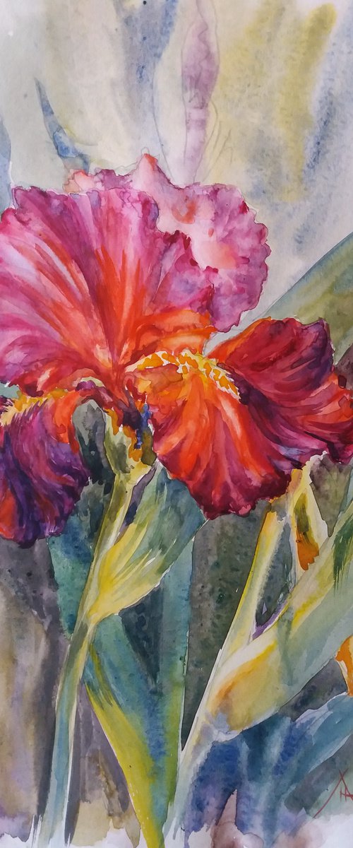 Iris by Liubov Ponomarova