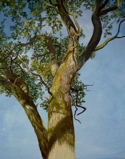 Splendid Tree by Alison  Chaplin
