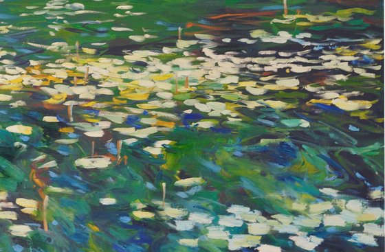 Morning light waterlilies pond