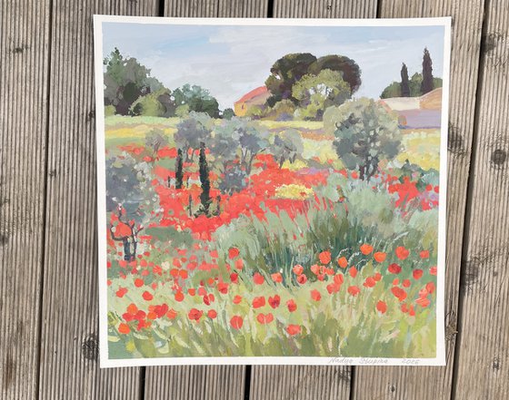 Olive trees in the poppy field . Occitanie.