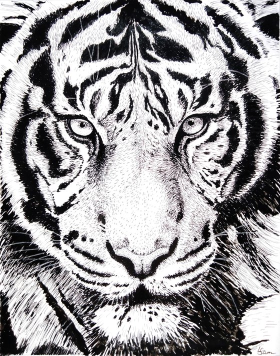 The piercing gaze of a tiger