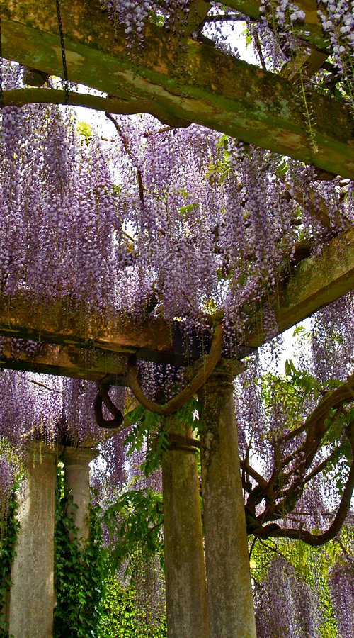 Wisteria Pergola by Alex Cassels