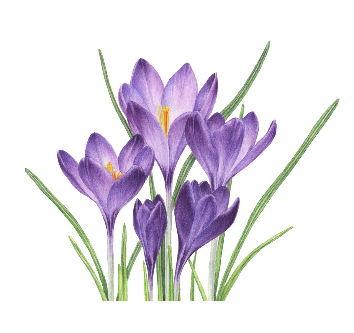 Photorealistic Botanical Watercolour By Alona Hrinchuk, 9 X 9, Violet Crocuses, Original Artwork