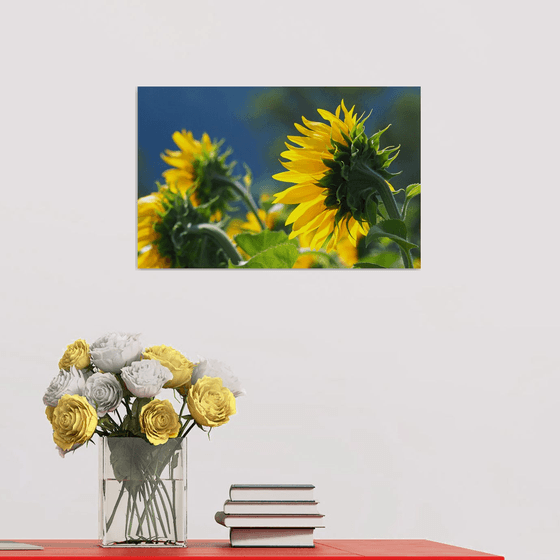 Normandy Sunflowers