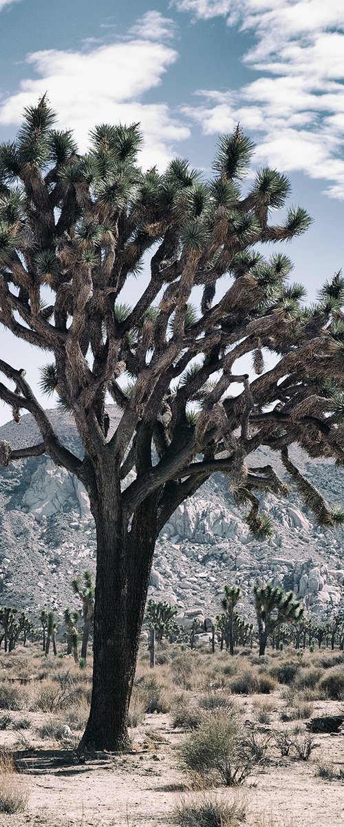 Joshua Tree by Heike Bohnstengel