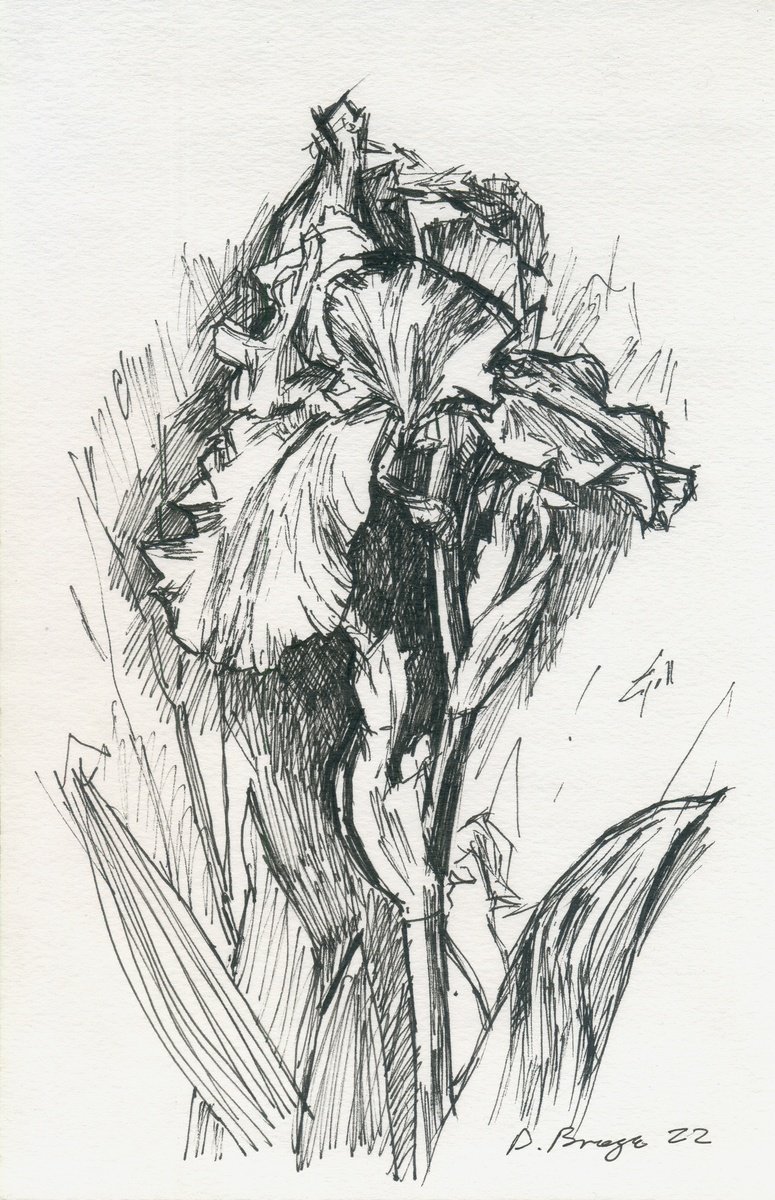 Graphic Botanical Drawing By Dima Braga, 7 X 11, Iris (Sketch, Plein Air), Original Artwork